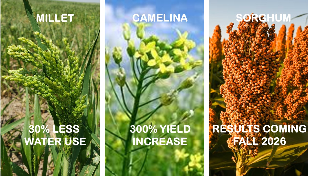 Crop Results